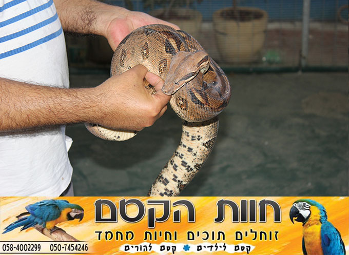 جديد في كفر قاسم - חוות הקסם